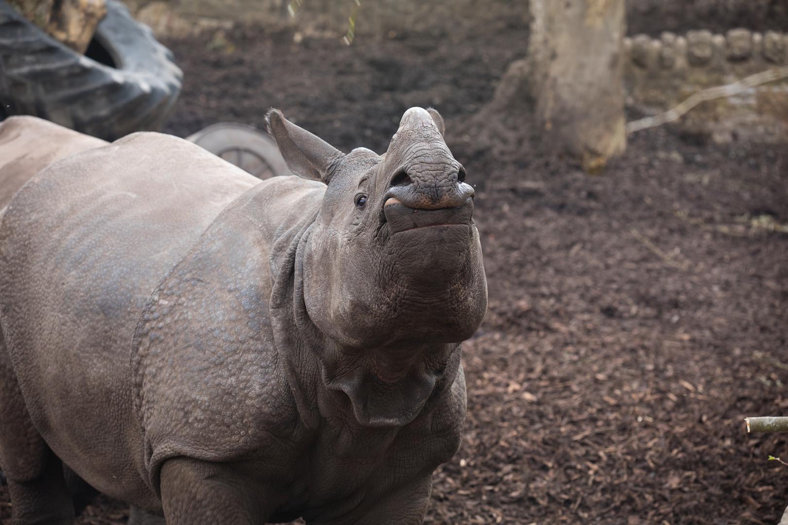 Greater one horned rhinoceros in enclosure facing camera looking upwards Image: SIAN ADDISON 2019